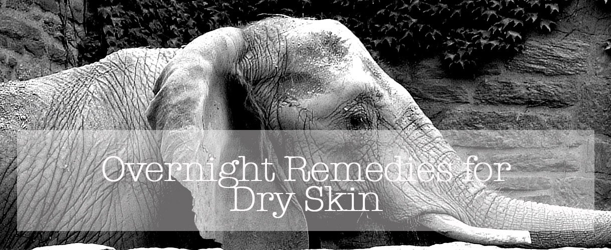 how-to-treat-dry-skin-on-dogs-home-remedies-guide